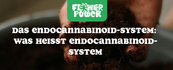 Das Endocannabinoid-System