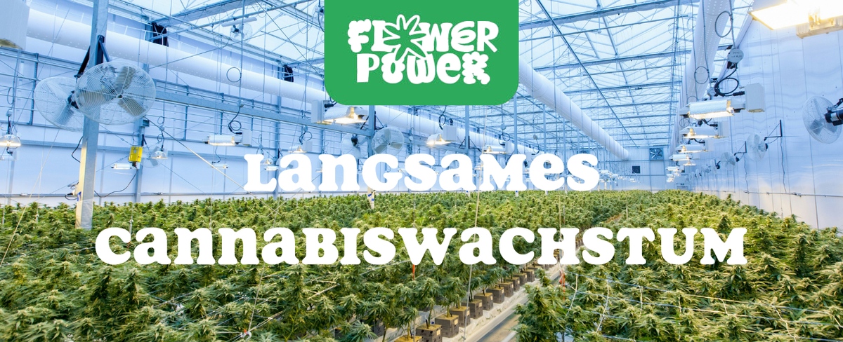 Cannabis Pflanze mit typischen Schädlingsschäden wie Blattflecken, gesprenkelten Oberflächen und Trichomverlust – Beispiel für frühen Befall.