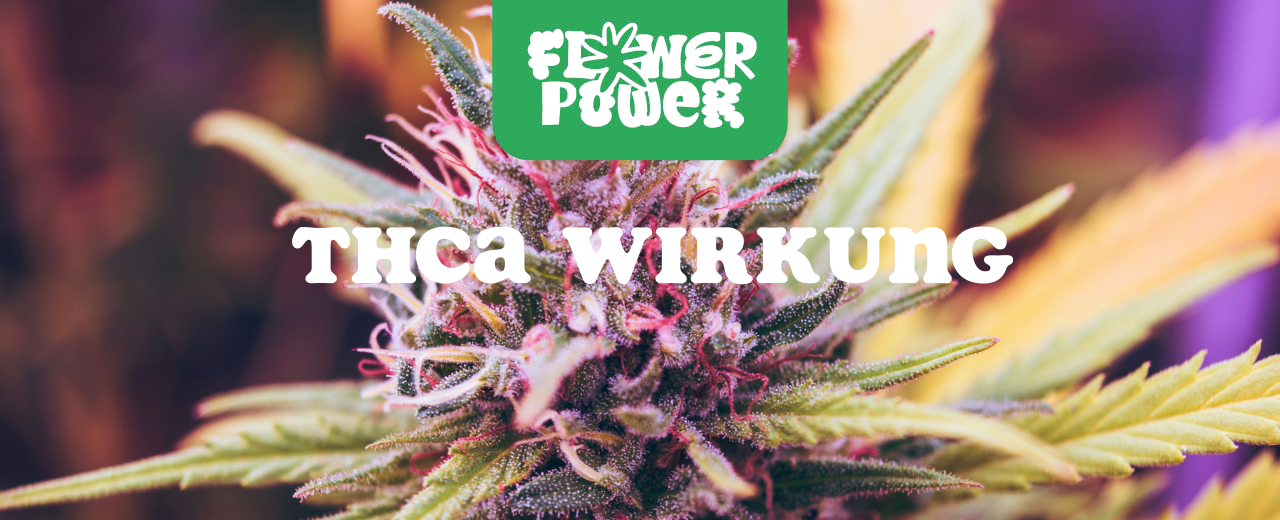 Nahaufnahme eines Cannabisblatts mit Trichomen – THCA Wirkung und natürliche Aktivierung durch Hitze erklärt.