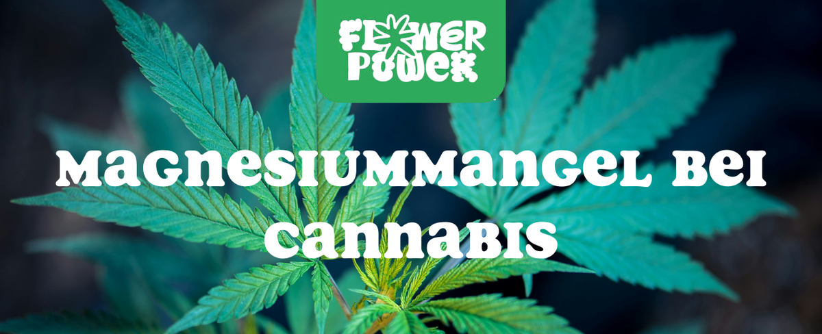 Cannabis Pflanze mit typischen Schädlingsschäden wie Blattflecken, gesprenkelten Oberflächen und Trichomverlust – Beispiel für frühen Befall.