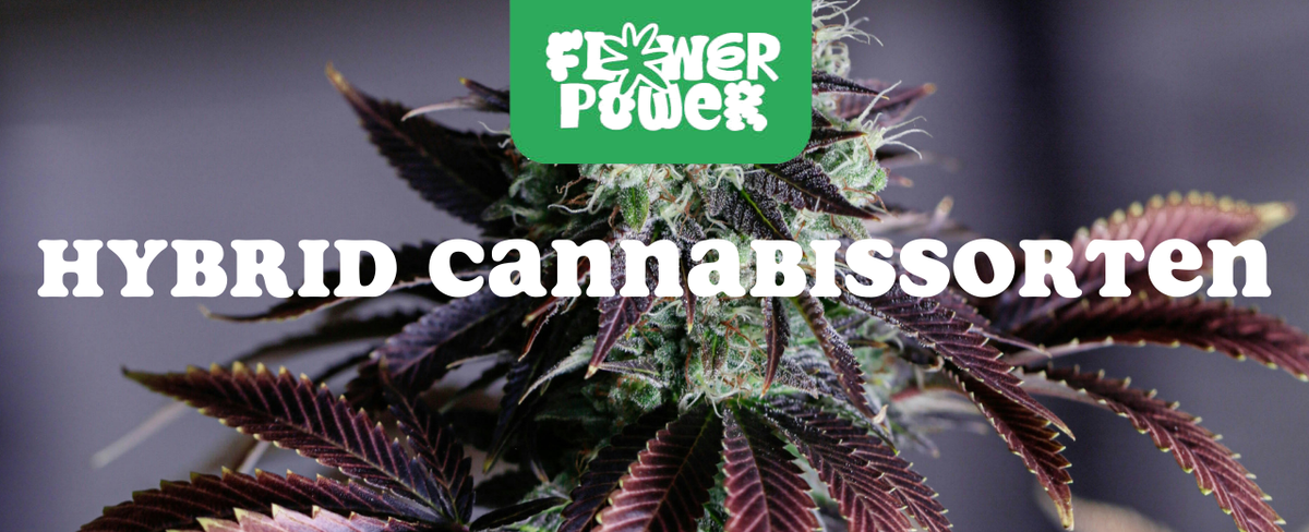 Cannabis Pflanze mit typischen Schädlingsschäden wie Blattflecken, gesprenkelten Oberflächen und Trichomverlust – Beispiel für frühen Befall.