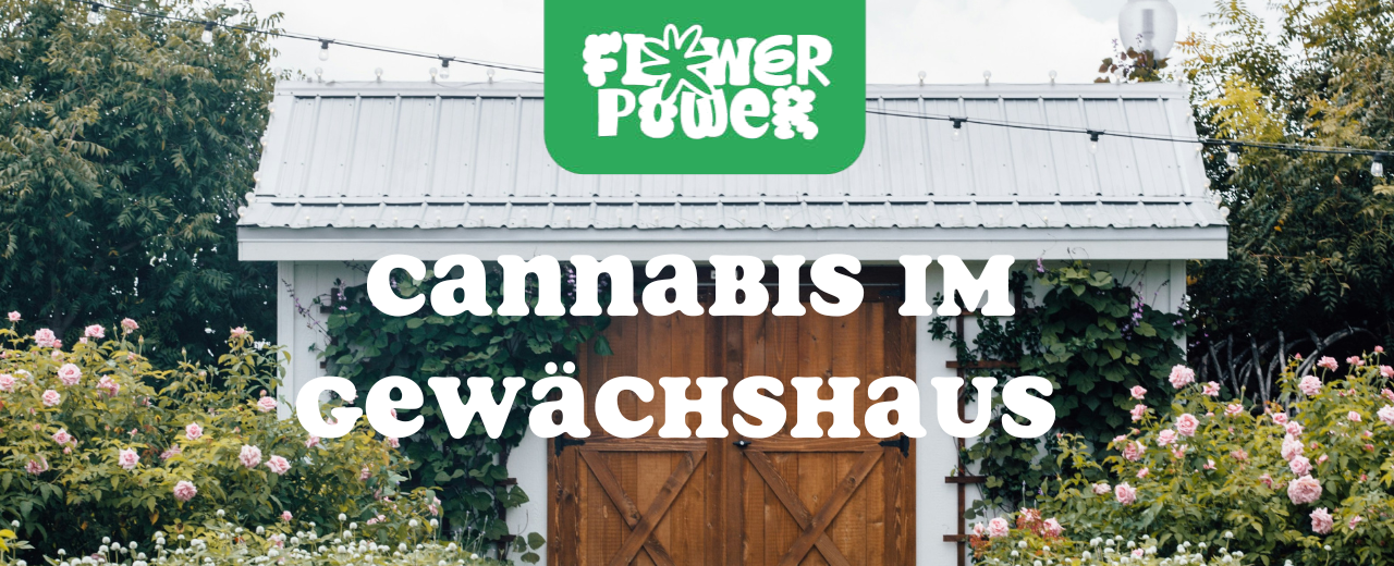 Pflanzenreihe unter LED-Licht – Cannabis gießen im Indoor-Grow mit kontrollierter Bewässerung.