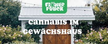 Pflanzenreihe unter LED-Licht – Cannabis gießen im Indoor-Grow mit kontrollierter Bewässerung.