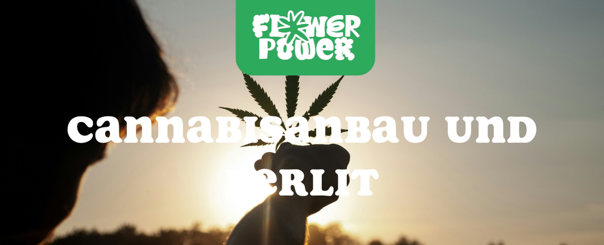 Cannabis im Karton trocknen – Anleitung und Aufbau der Trocknungsbox