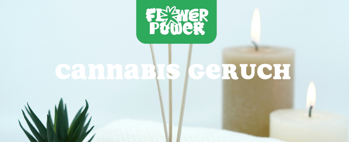 Person riecht an frischer Cannabisblüte – Cannabis Geruch und seine aromatischen Terpene erklärt.