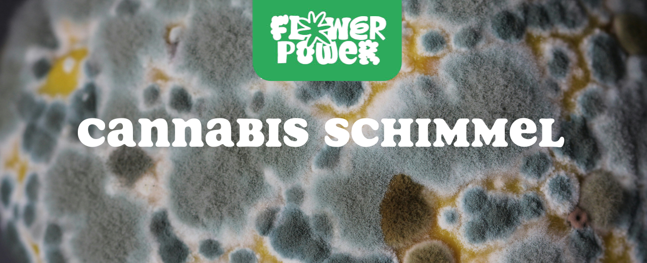 Cannabis Pflanze mit typischen Schädlingsschäden wie Blattflecken, gesprenkelten Oberflächen und Trichomverlust – Beispiel für frühen Befall.