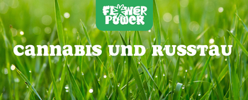 Mikroskopaufnahme einer Breitmilbe auf Cannabispflanze – Cannabis und Breitmilben als unsichtbare Schädlinge im Grow