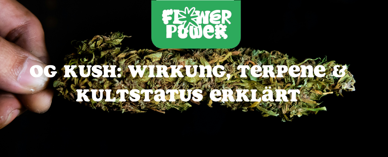 Cannabis Pflanze Nahaufnahme beim Anbau – OG Kush Grow-Tipps