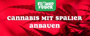 Cannabis im Karton trocknen – Anleitung und Aufbau der Trocknungsbox