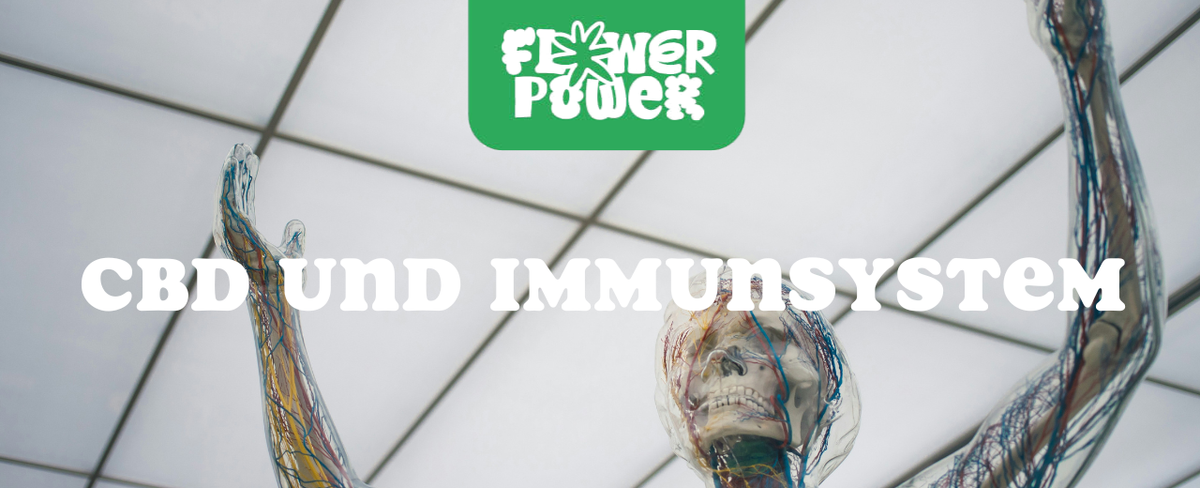 CBD-Öl-Fläschchen neben frischem Obst und Vitaminen – CBD und Immunsystem zur natürlichen Stärkung der Abwehrkräfte