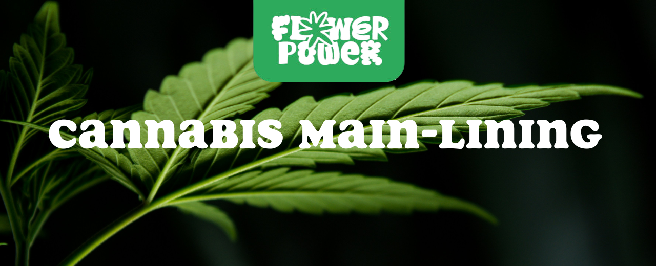 Cannabis im Karton trocknen – Anleitung und Aufbau der Trocknungsbox