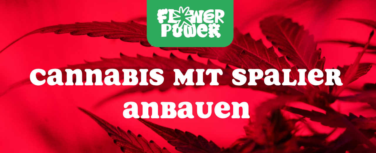 Cannabis im Karton trocknen – Anleitung und Aufbau der Trocknungsbox