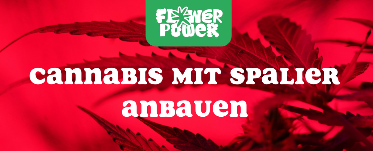 Cannabis im Karton trocknen – Anleitung und Aufbau der Trocknungsbox