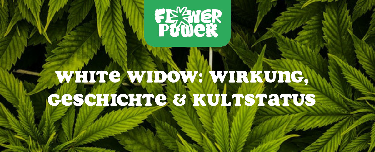 Cannabis Pflanze Nahaufnahme beim Anbau – OG Kush Grow-Tipps