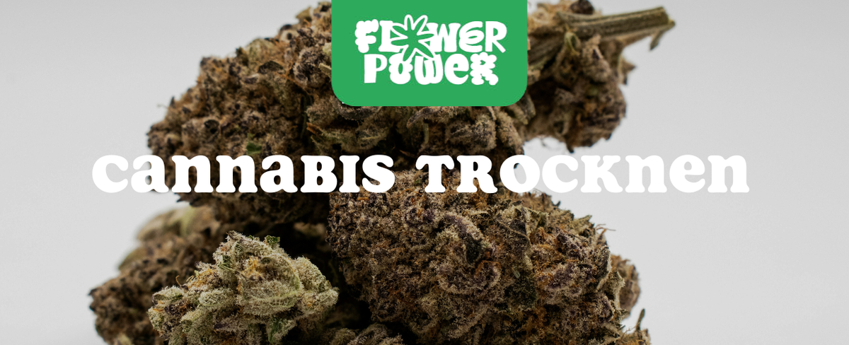 Mikroskopaufnahme einer Breitmilbe auf Cannabispflanze – Cannabis und Breitmilben als unsichtbare Schädlinge im Grow