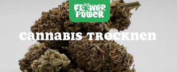 Mikroskopaufnahme einer Breitmilbe auf Cannabispflanze – Cannabis und Breitmilben als unsichtbare Schädlinge im Grow