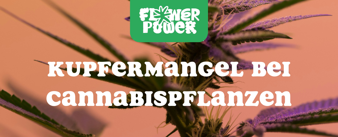 Cannabis Pflanze mit typischen Schädlingsschäden wie Blattflecken, gesprenkelten Oberflächen und Trichomverlust – Beispiel für frühen Befall.