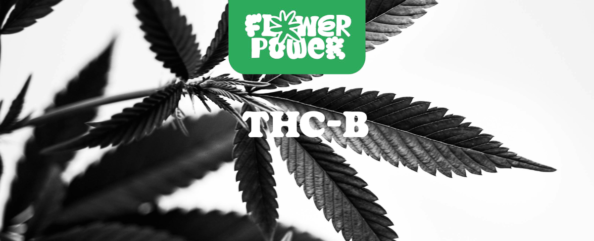 Grafik mit Vergleich THC, HHC und THC-B – Alles, was Du über THC-B wissen musst.