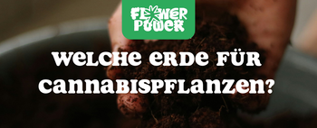 Cannabis Pflanze mit typischen Schädlingsschäden wie Blattflecken, gesprenkelten Oberflächen und Trichomverlust – Beispiel für frühen Befall.