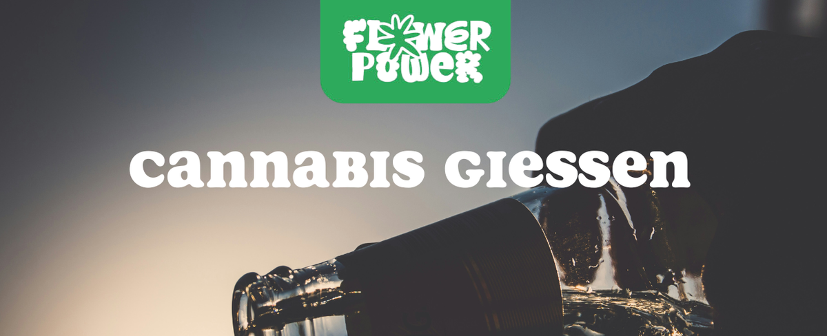 Pflanzenreihe unter LED-Licht – Cannabis gießen im Indoor-Grow mit kontrollierter Bewässerung.