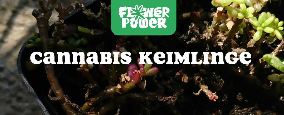 Cannabis im Karton trocknen – Anleitung und Aufbau der Trocknungsbox