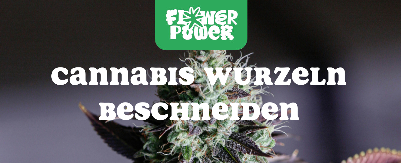 Mikroskopaufnahme einer Breitmilbe auf Cannabispflanze – Cannabis und Breitmilben als unsichtbare Schädlinge im Grow