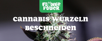 Mikroskopaufnahme einer Breitmilbe auf Cannabispflanze – Cannabis und Breitmilben als unsichtbare Schädlinge im Grow