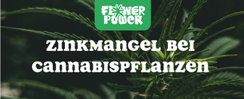 Mikroskopaufnahme einer Breitmilbe auf Cannabispflanze – Cannabis und Breitmilben als unsichtbare Schädlinge im Grow