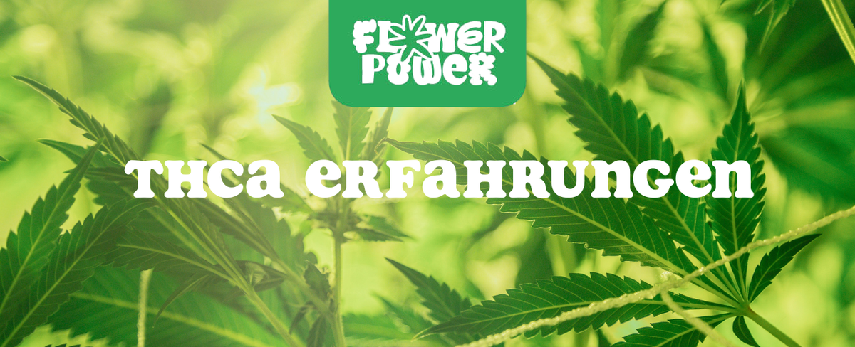 THCA Blüten auf Holztablett mit Cannabisblatt – Symbol für legale Cannabinoide