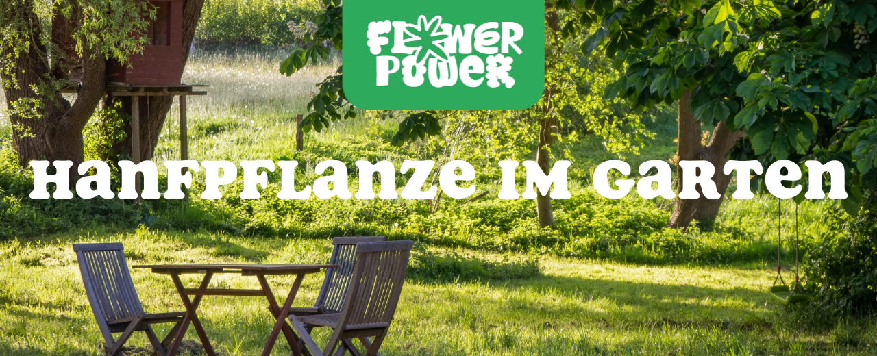 Mikroskopaufnahme einer Breitmilbe auf Cannabispflanze – Cannabis und Breitmilben als unsichtbare Schädlinge im Grow