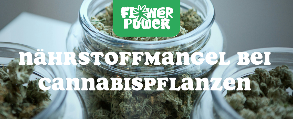 Cannabis Pflanze mit typischen Schädlingsschäden wie Blattflecken, gesprenkelten Oberflächen und Trichomverlust – Beispiel für frühen Befall.