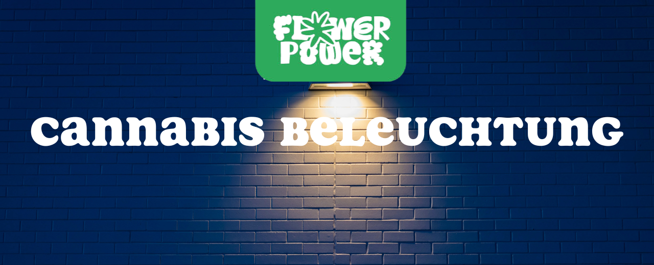 Cannabispflanzen unter LED-Growlampen – Cannabis Beleuchtung für optimales Wachstum und Ertrag.