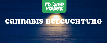 Cannabispflanzen unter LED-Growlampen – Cannabis Beleuchtung für optimales Wachstum und Ertrag.