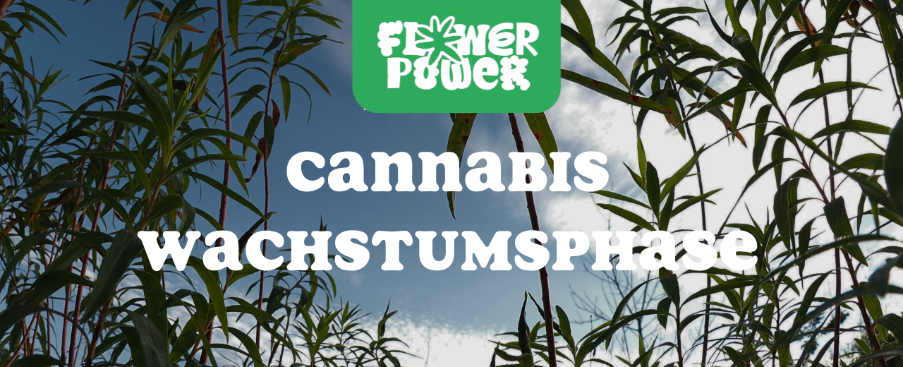Mikroskopaufnahme einer Breitmilbe auf Cannabispflanze – Cannabis und Breitmilben als unsichtbare Schädlinge im Grow