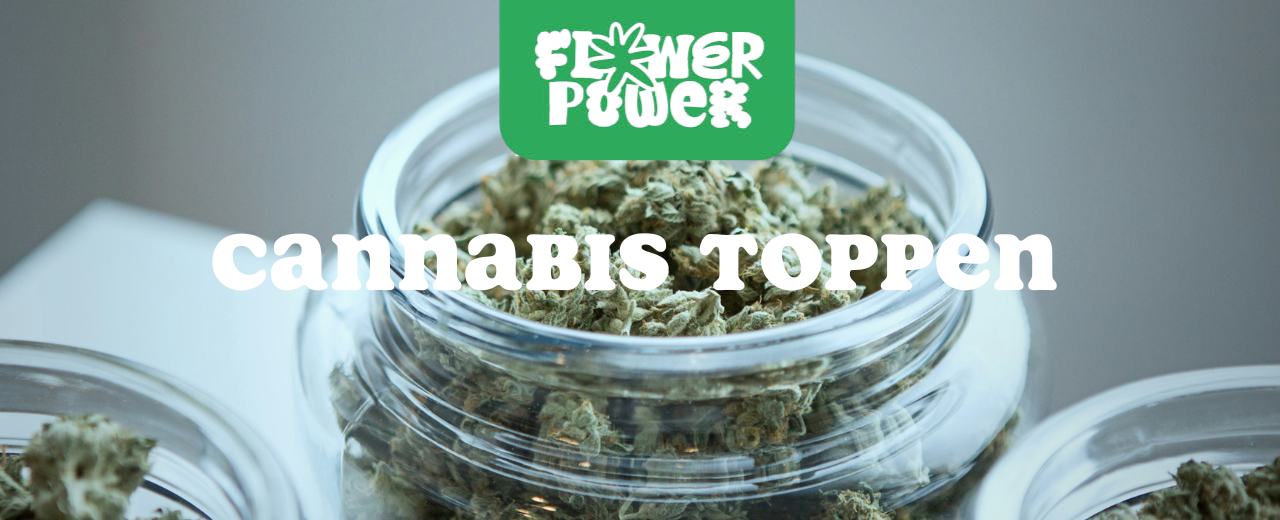 Mikroskopaufnahme einer Breitmilbe auf Cannabispflanze – Cannabis und Breitmilben als unsichtbare Schädlinge im Grow