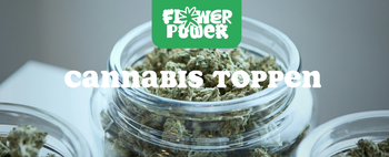 Mikroskopaufnahme einer Breitmilbe auf Cannabispflanze – Cannabis und Breitmilben als unsichtbare Schädlinge im Grow