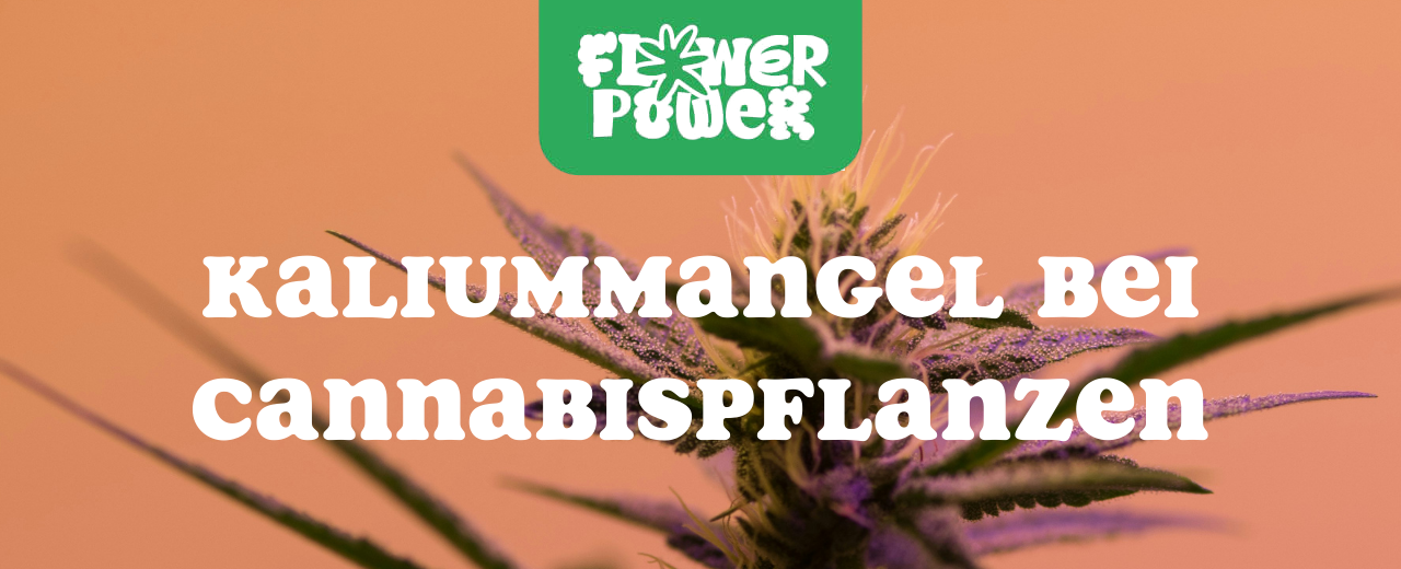 Cannabis Pflanze mit typischen Schädlingsschäden wie Blattflecken, gesprenkelten Oberflächen und Trichomverlust – Beispiel für frühen Befall.