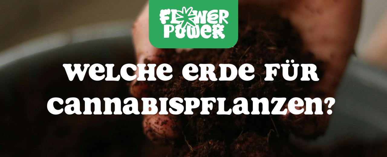 Cannabis Pflanze mit typischen Schädlingsschäden wie Blattflecken, gesprenkelten Oberflächen und Trichomverlust – Beispiel für frühen Befall.