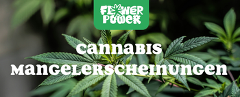 Cannabis im Karton trocknen – Anleitung und Aufbau der Trocknungsbox