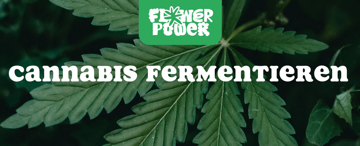 Glasgefäß mit getrockneten Cannabisblüten – Cannabis fermentieren für verbesserten Geschmack und Wirkung.