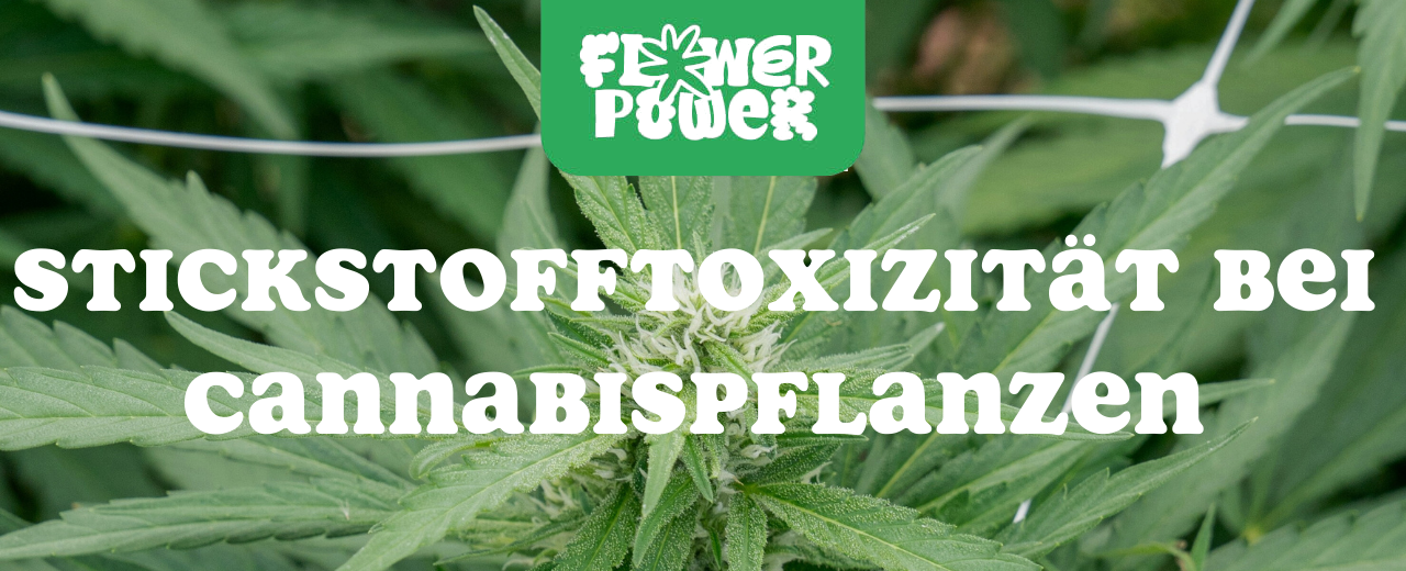 Mikroskopaufnahme einer Breitmilbe auf Cannabispflanze – Cannabis und Breitmilben als unsichtbare Schädlinge im Grow