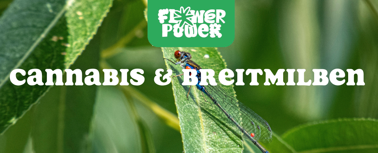 Mikroskopaufnahme einer Breitmilbe auf Cannabispflanze – Cannabis und Breitmilben als unsichtbare Schädlinge im Grow