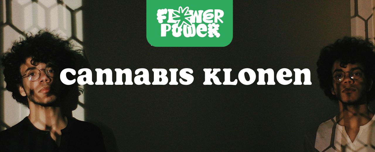 Cannabis im Karton trocknen – Anleitung und Aufbau der Trocknungsbox