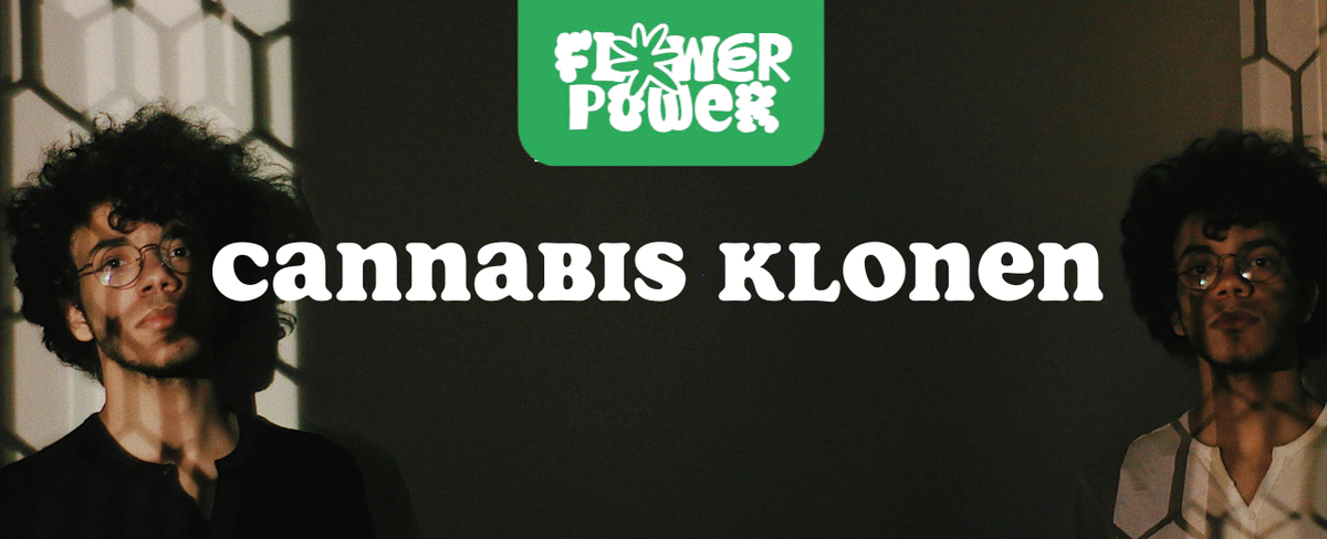 Cannabis im Karton trocknen – Anleitung und Aufbau der Trocknungsbox