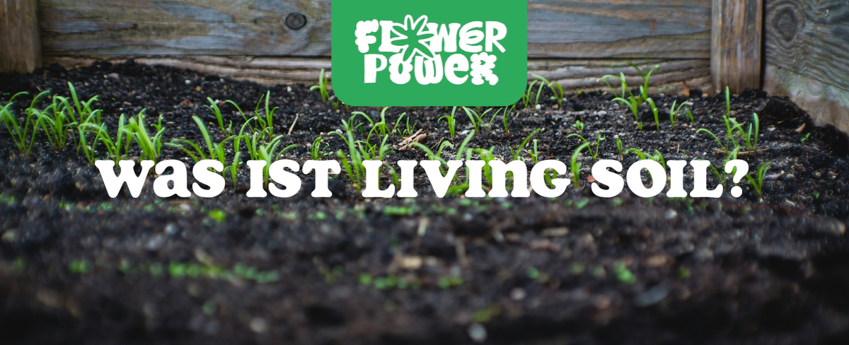 Krankheiten vorbeugen mit CBD – Wie Cannabidiol Dein Immunsystem stärkt