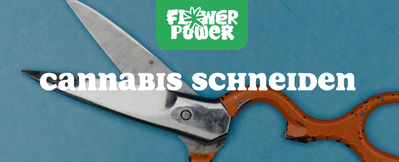 Cannabis Pflanze mit typischen Schädlingsschäden wie Blattflecken, gesprenkelten Oberflächen und Trichomverlust – Beispiel für frühen Befall.