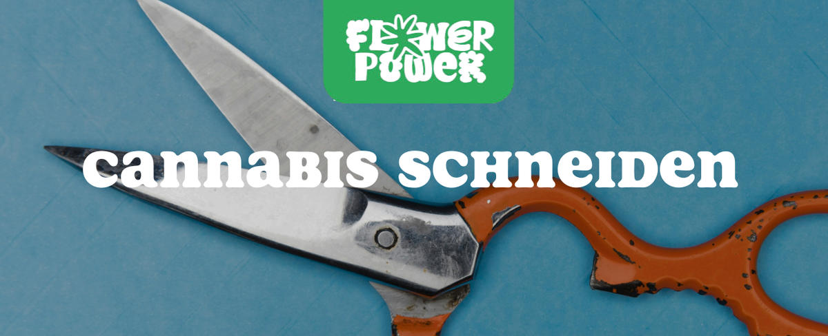 Cannabis Pflanze mit typischen Schädlingsschäden wie Blattflecken, gesprenkelten Oberflächen und Trichomverlust – Beispiel für frühen Befall.