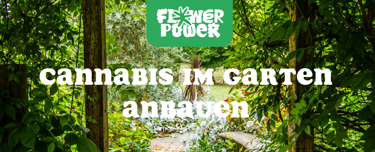 Pflanzenreihe unter LED-Licht – Cannabis gießen im Indoor-Grow mit kontrollierter Bewässerung.