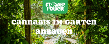 Pflanzenreihe unter LED-Licht – Cannabis gießen im Indoor-Grow mit kontrollierter Bewässerung.