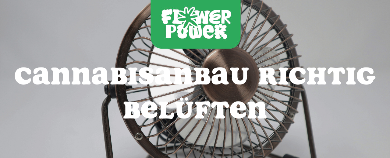 Mikroskopaufnahme einer Breitmilbe auf Cannabispflanze – Cannabis und Breitmilben als unsichtbare Schädlinge im Grow